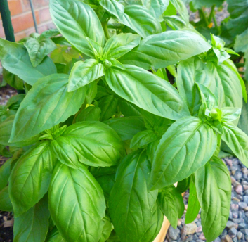 Basil