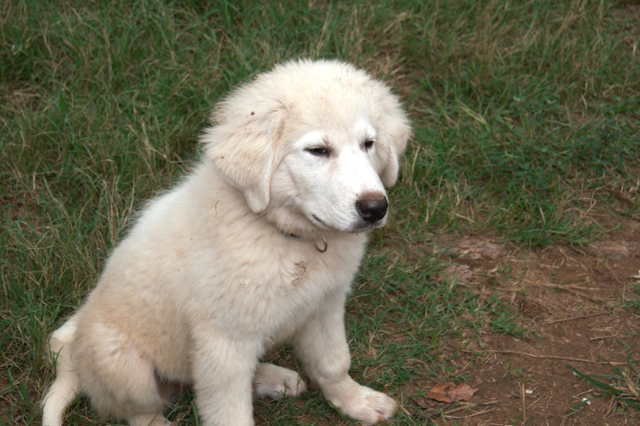 Black Collar (Male)