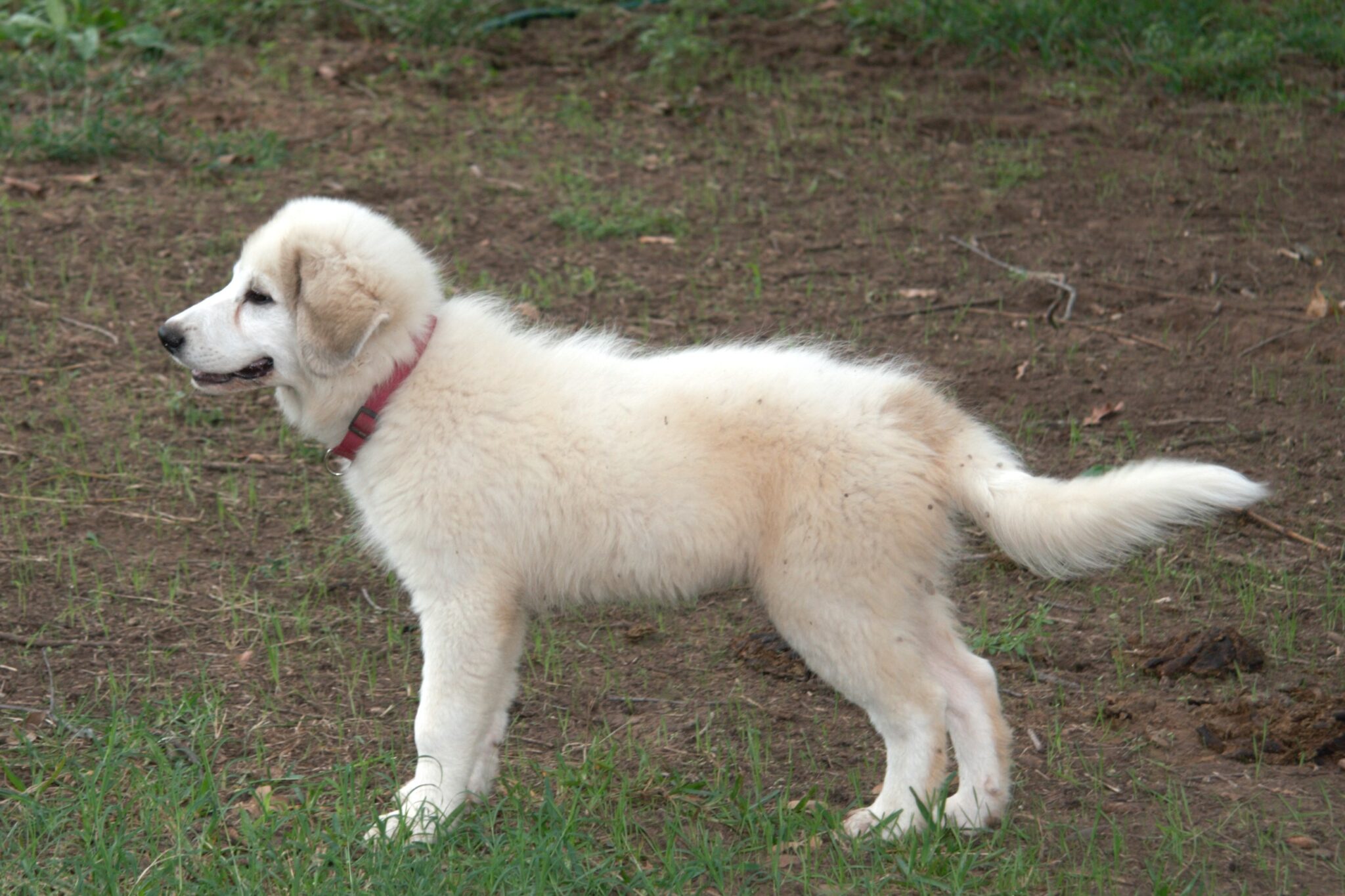 Pink Collar (Female) - Sold